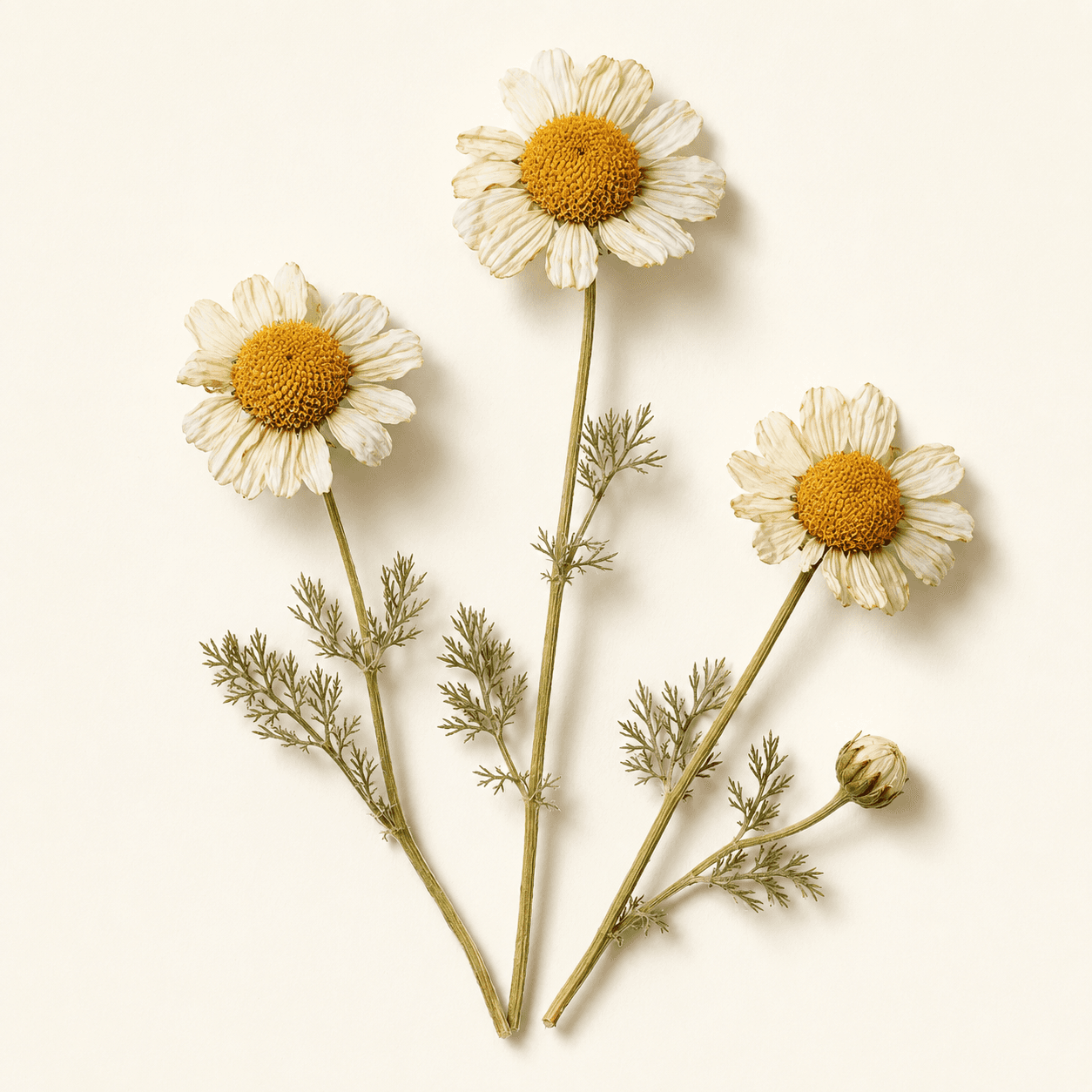 Chamomile specimen